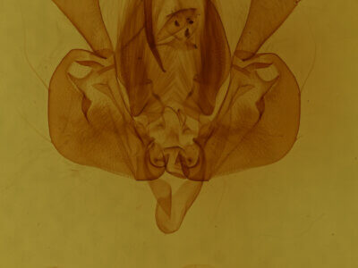 genitalia view of adult Leucania subpunctata