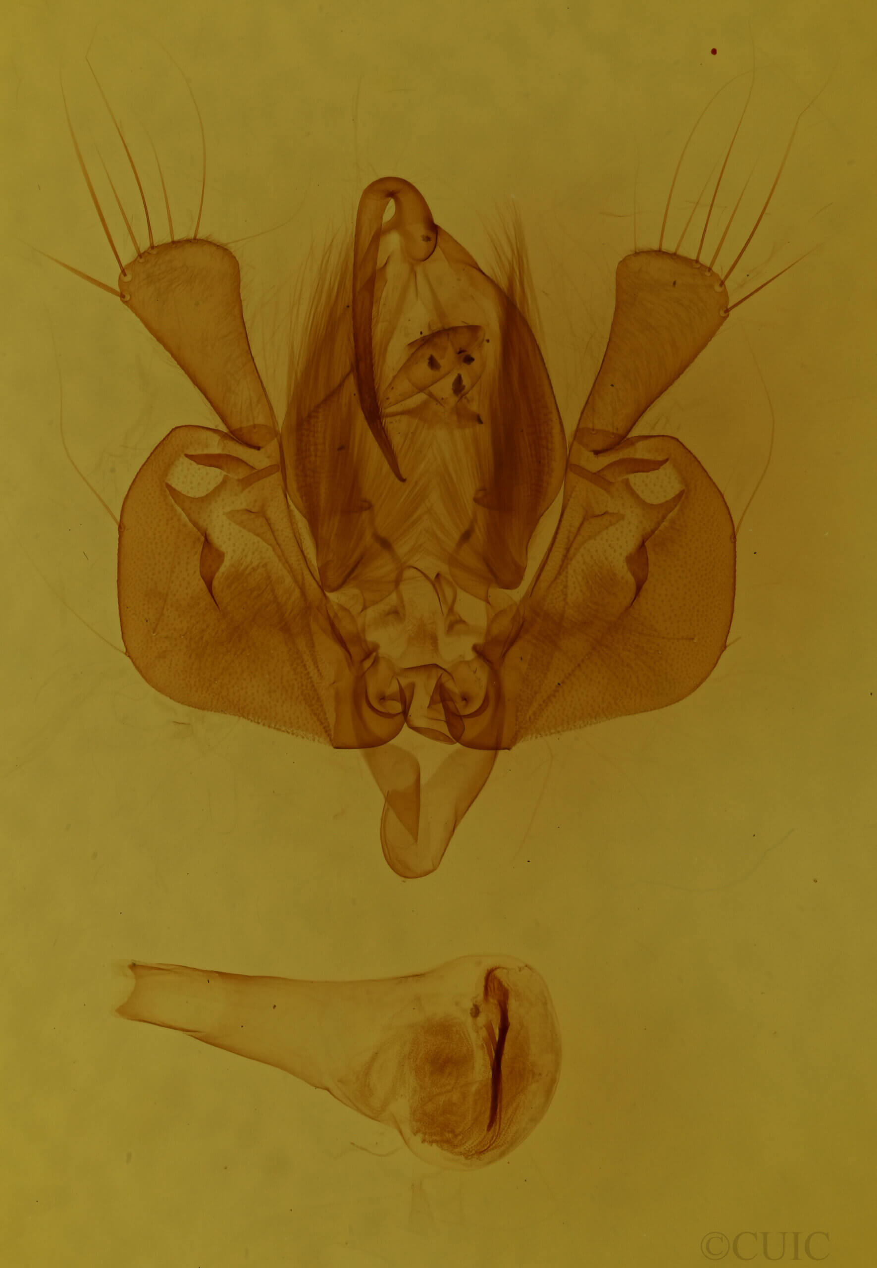 genitalia view of adult Leucania subpunctata