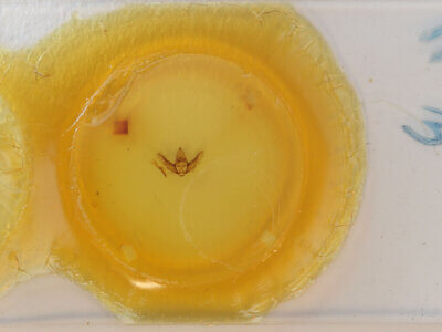 slide view of adult Lycia lapponaria