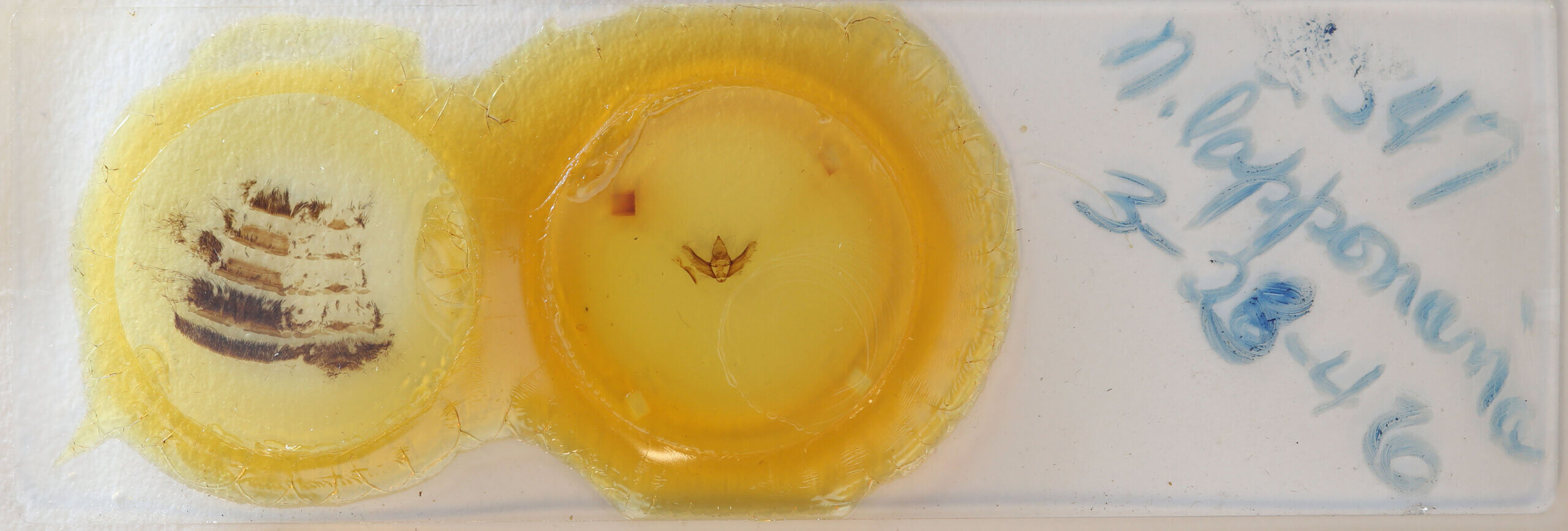 slide view of adult Lycia lapponaria