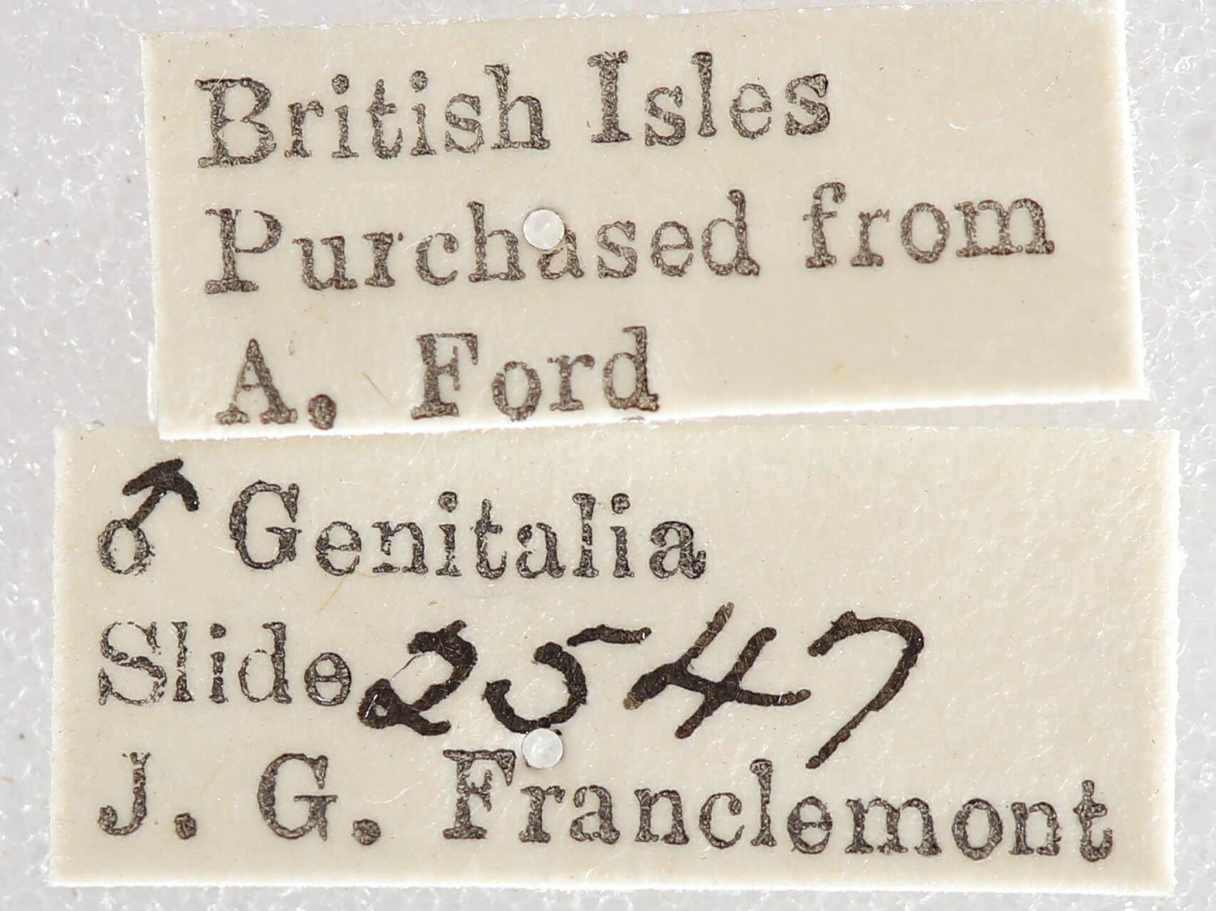 label view of adult Lycia lapponaria