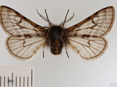 dorsal view of adult Lycia lapponaria