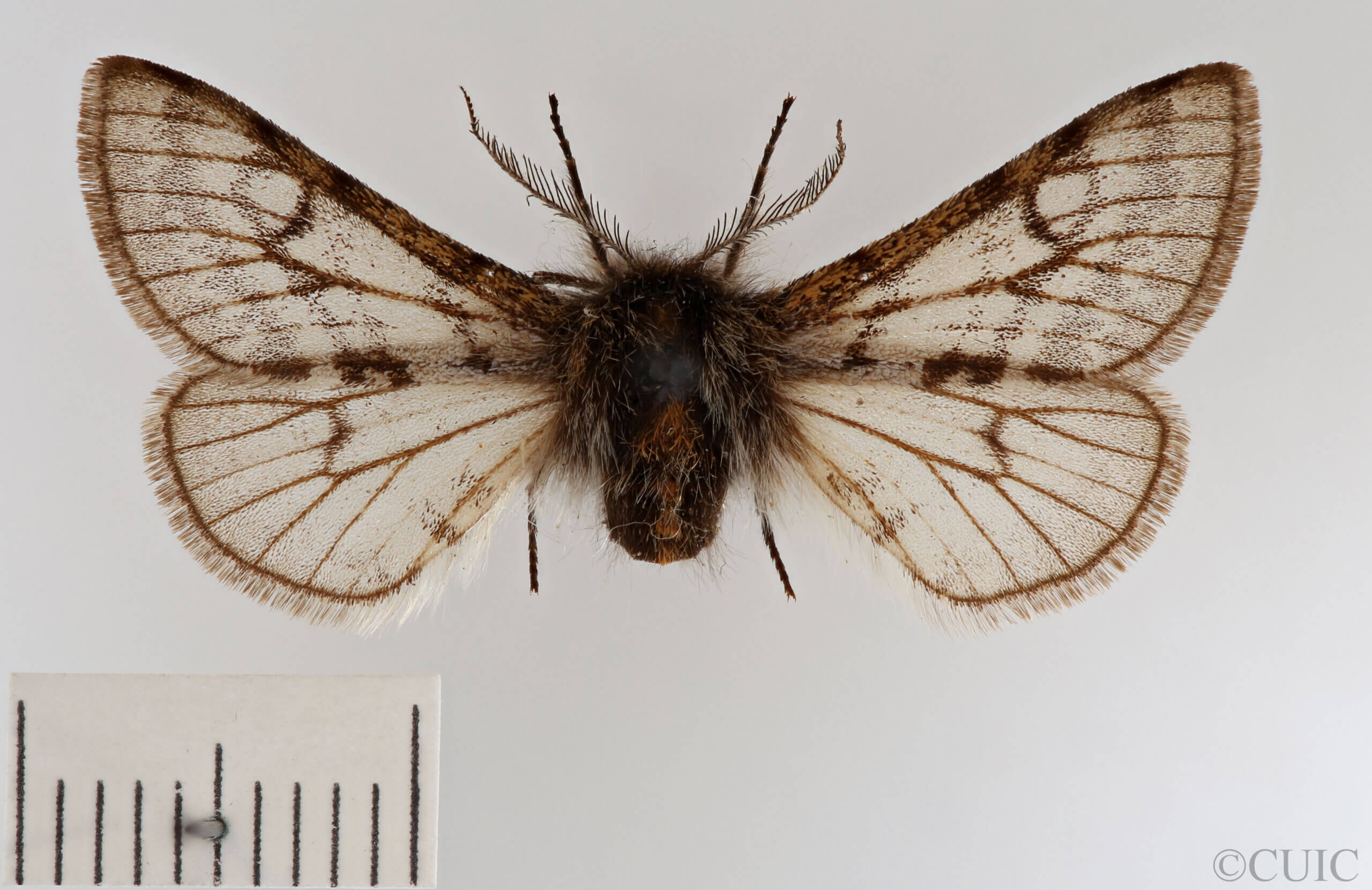 dorsal view of adult Lycia lapponaria