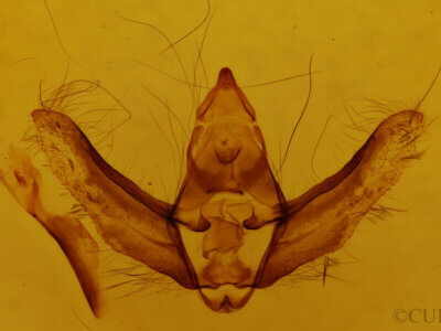 genitalia view of adult Lycia lapponaria