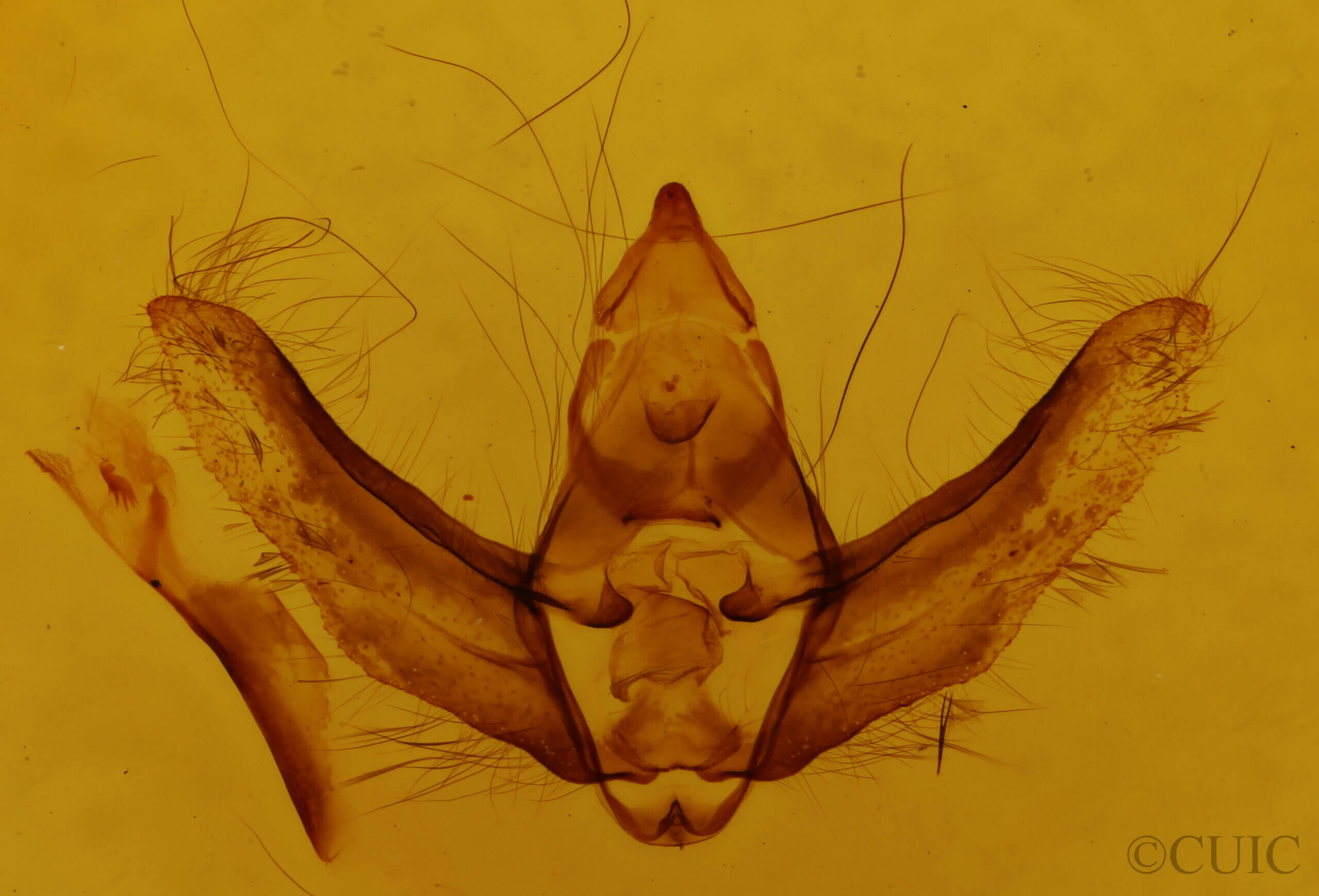 genitalia view of adult Lycia lapponaria