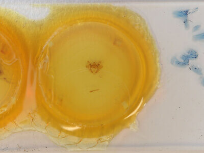 slide view of adult Apocheima hispidaria