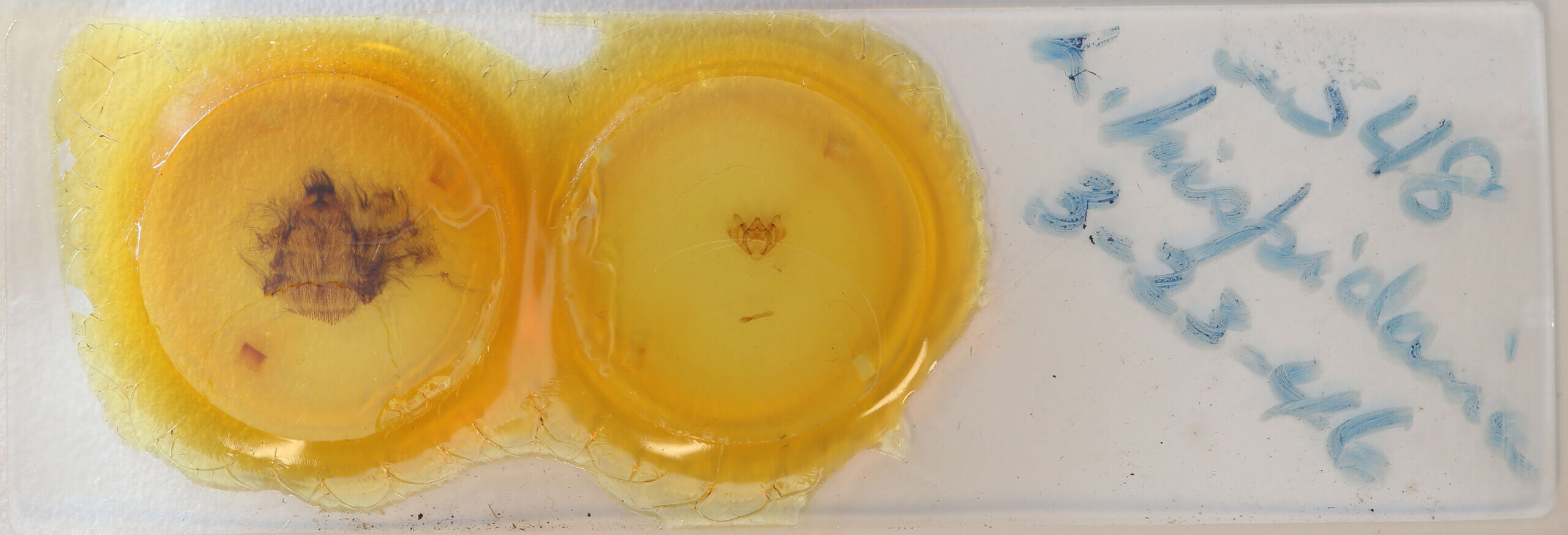 slide view of adult Apocheima hispidaria