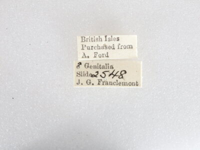 label view of adult Apocheima hispidaria