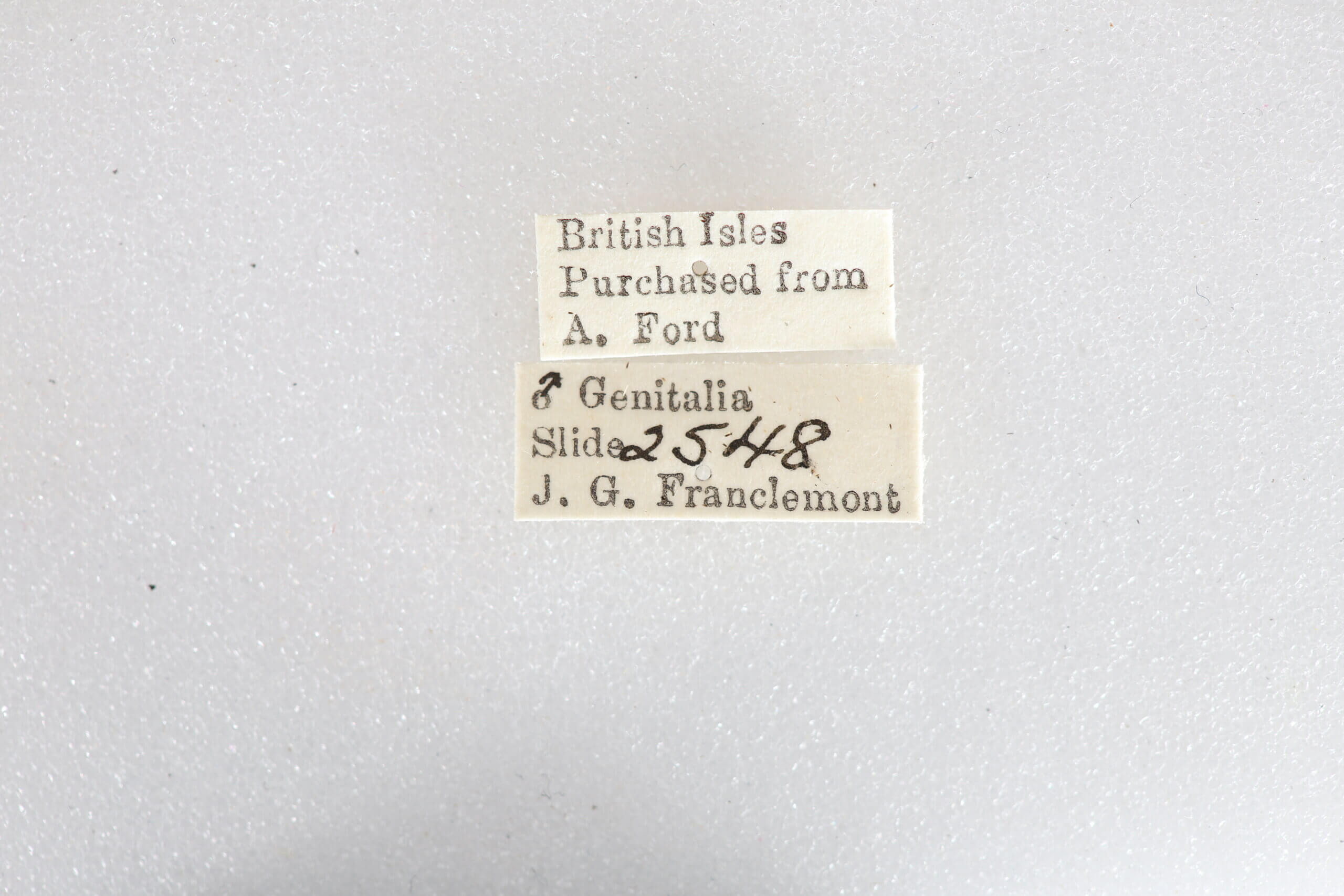 label view of adult Apocheima hispidaria