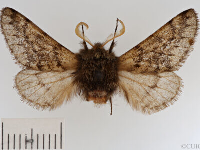 dorsal view of adult Apocheima hispidaria