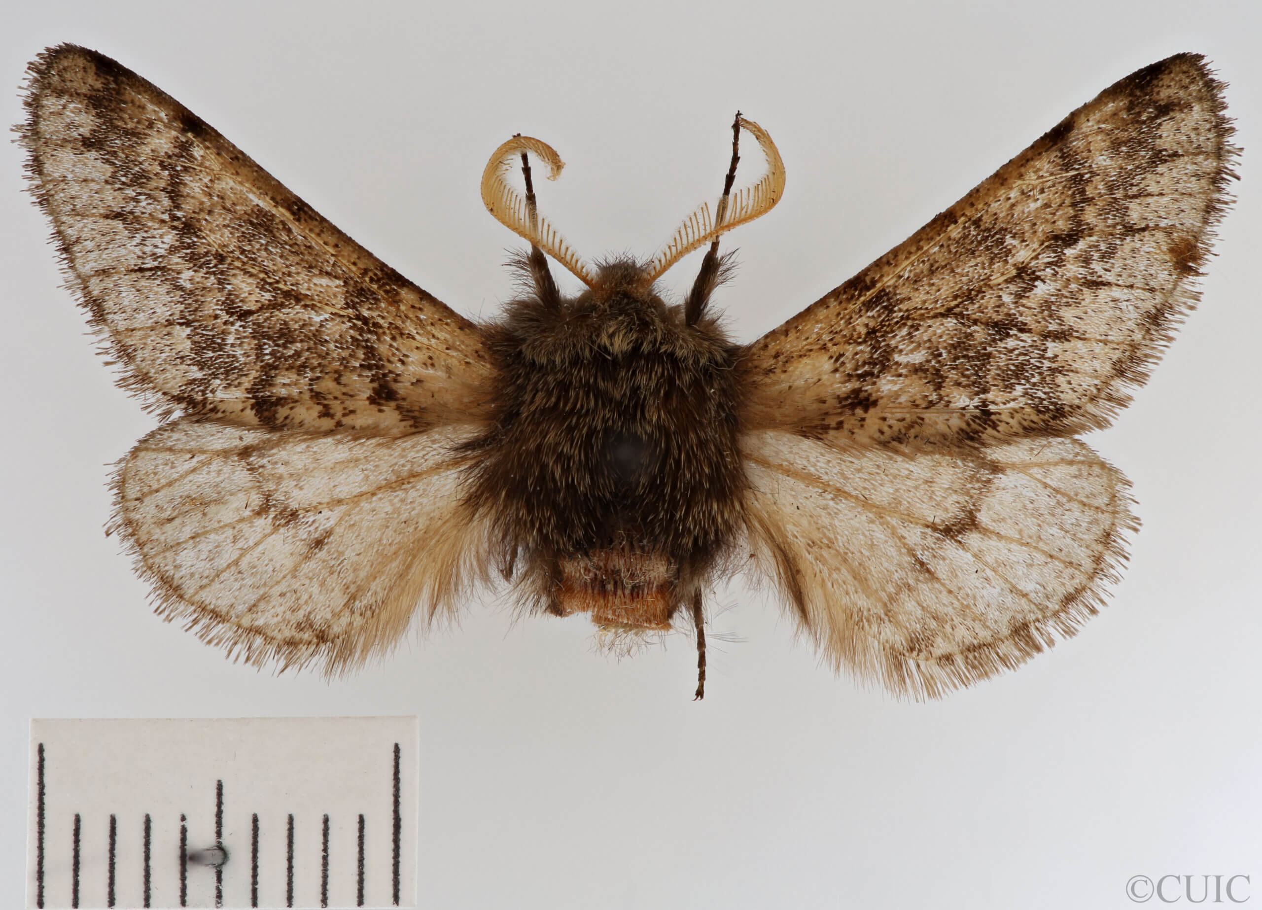 dorsal view of adult Apocheima hispidaria