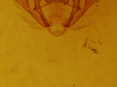 genitalia view of adult Apocheima hispidaria