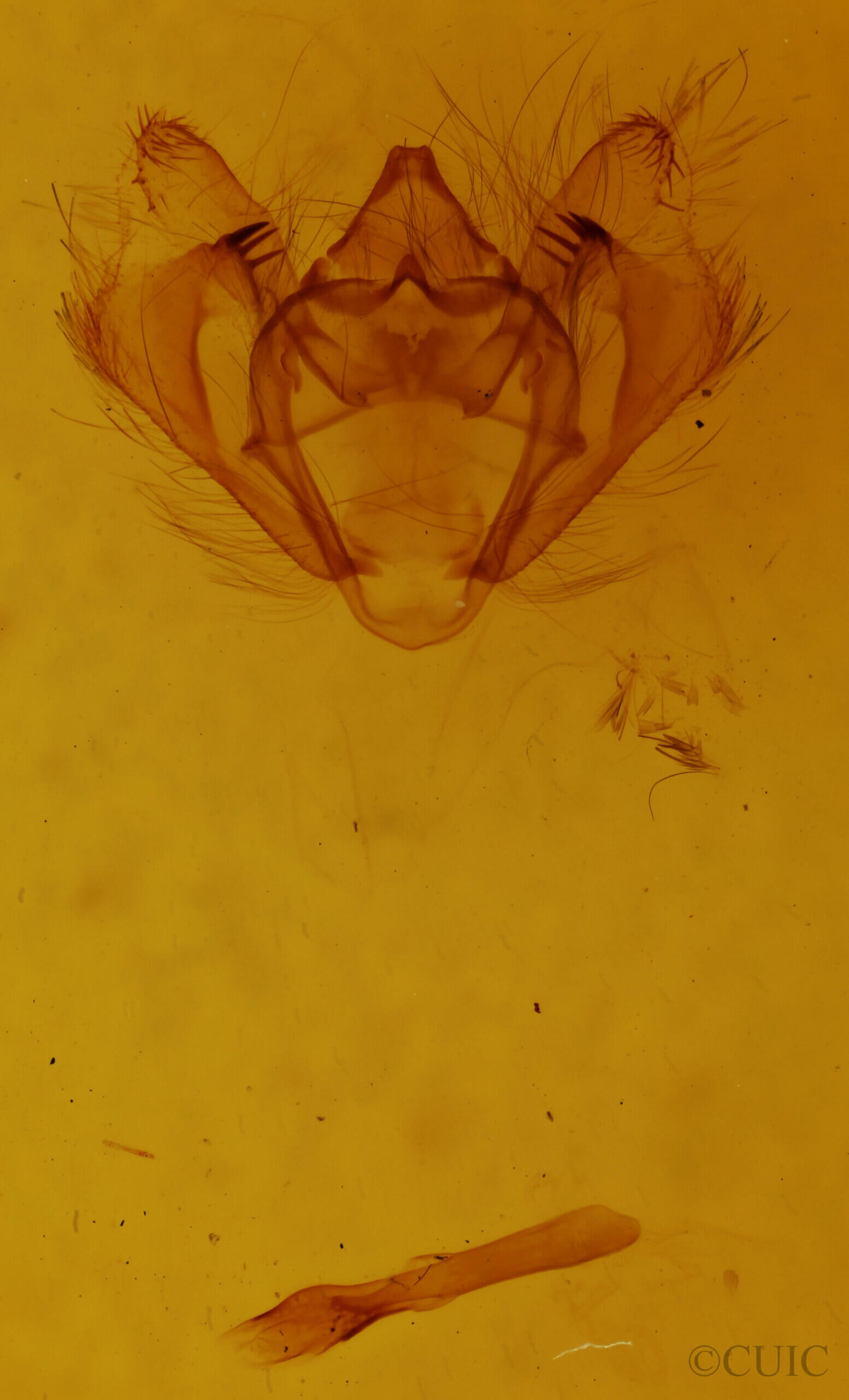 genitalia view of adult Apocheima hispidaria