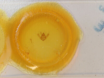 slide view of adult Biston hirtaria