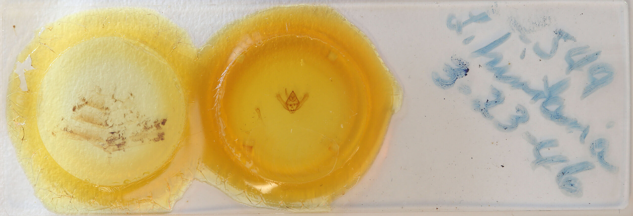 slide view of adult Biston hirtaria