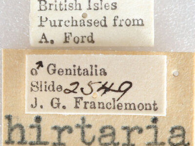 label view of adult Biston hirtaria