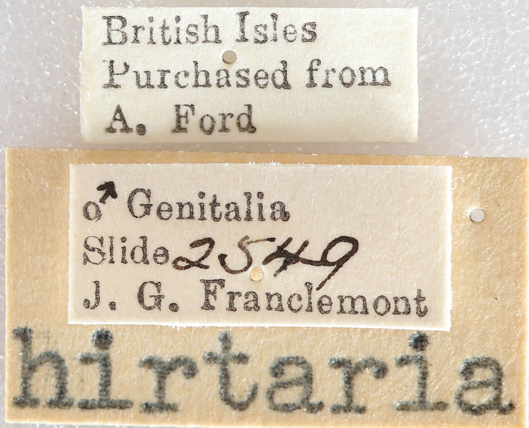 label view of adult Biston hirtaria