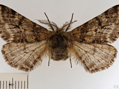 dorsal view of adult Biston hirtaria