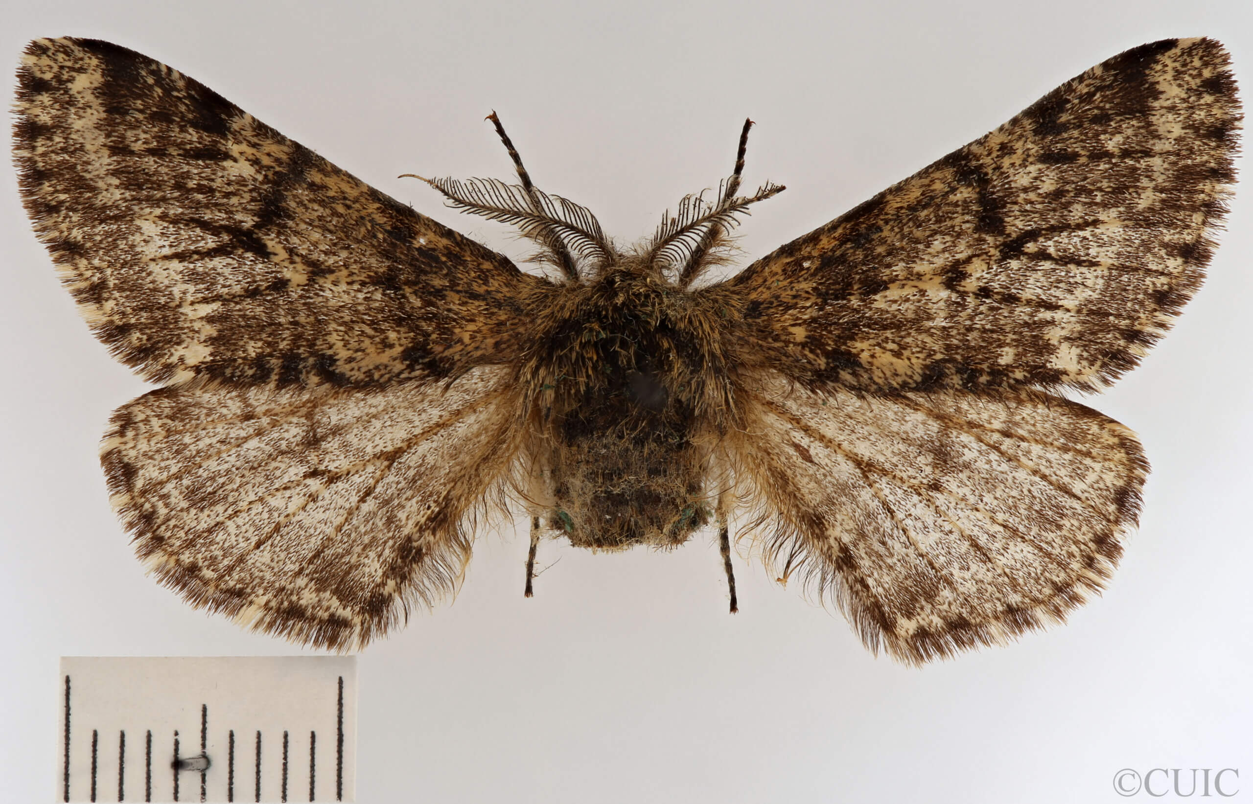 dorsal view of adult Biston hirtaria