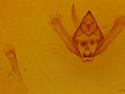 genitalia view of adult Biston hirtaria