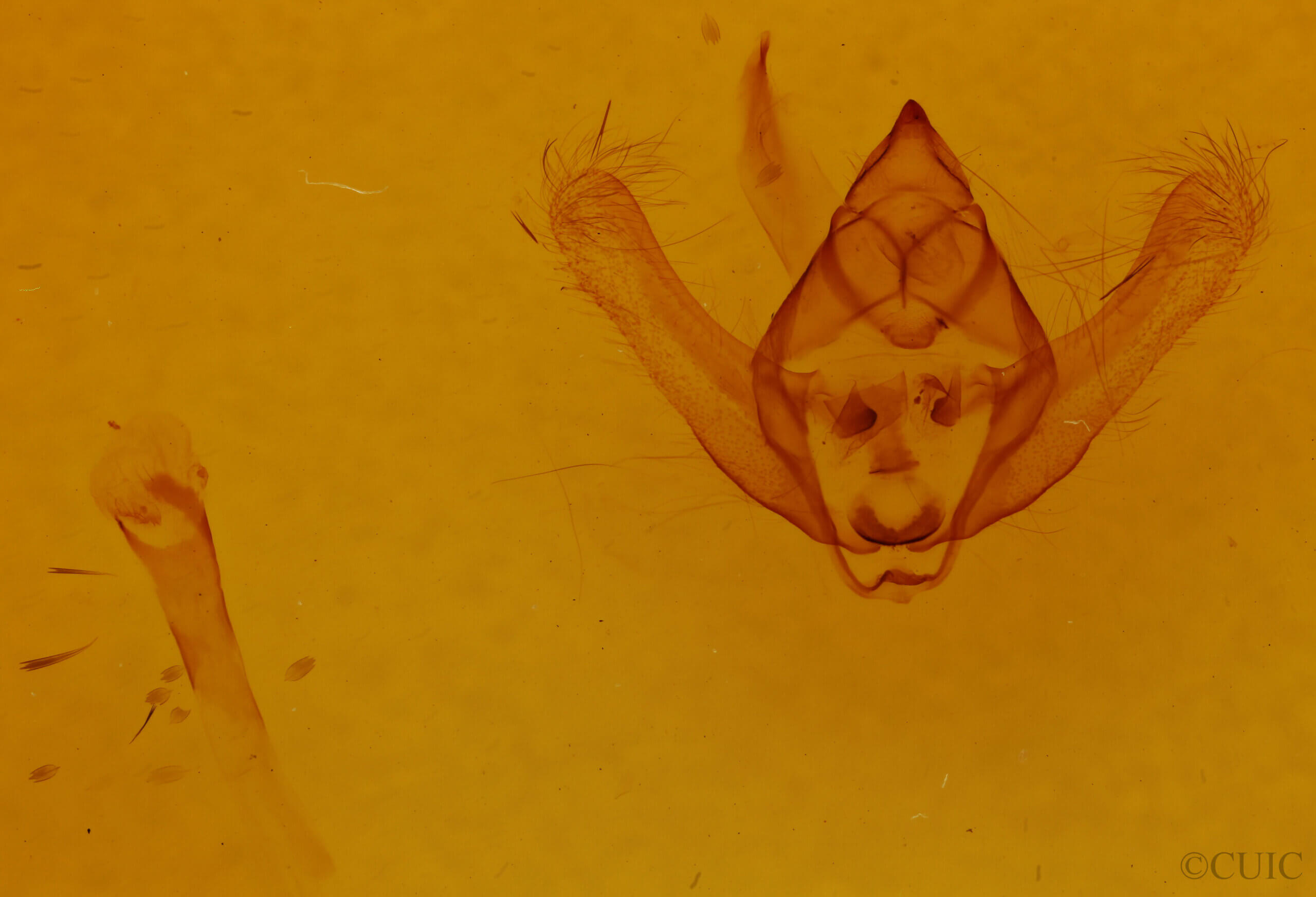 genitalia view of adult Biston hirtaria