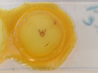 slide view of adult Biston strataria