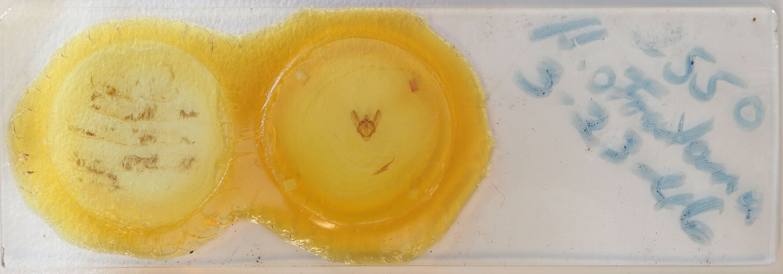 slide view of adult Biston strataria