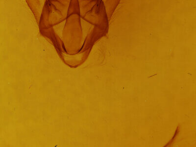 genitalia view of adult Biston strataria