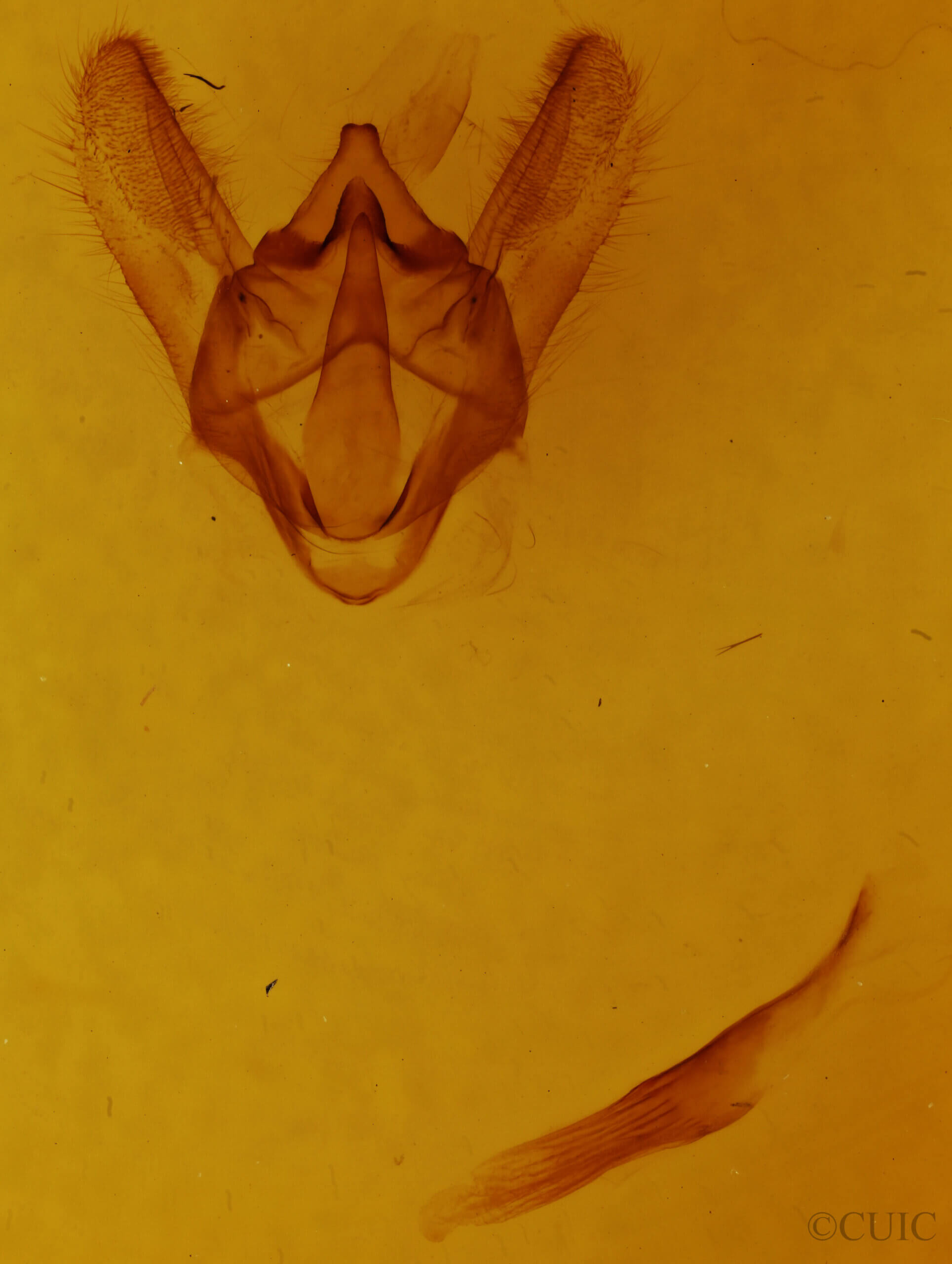genitalia view of adult Biston strataria