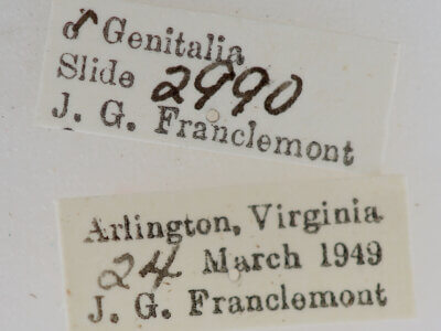 label view of adult Phoberia atomaris