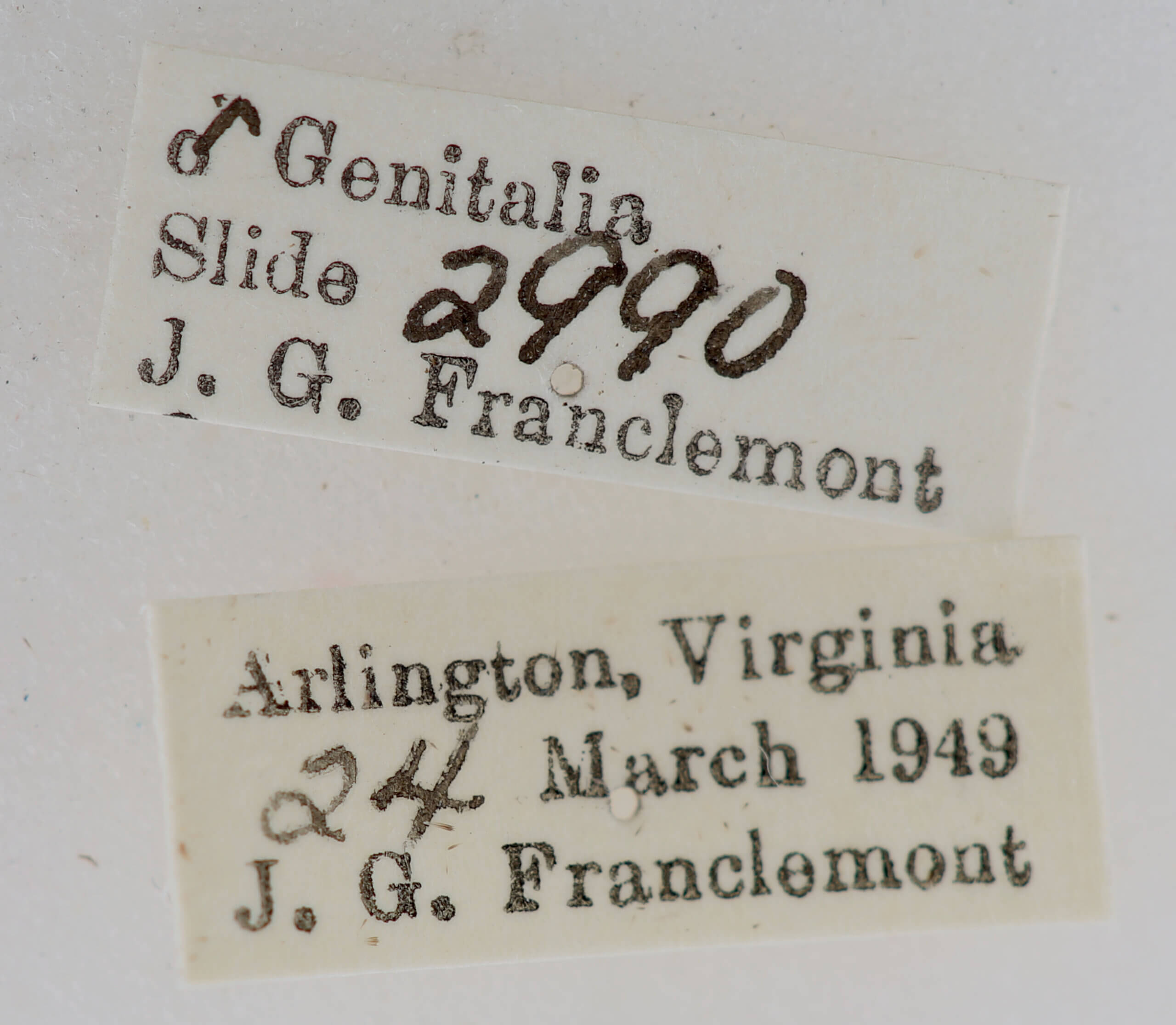 label view of adult Phoberia atomaris