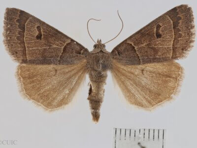 dorsal view of adult Phoberia atomaris