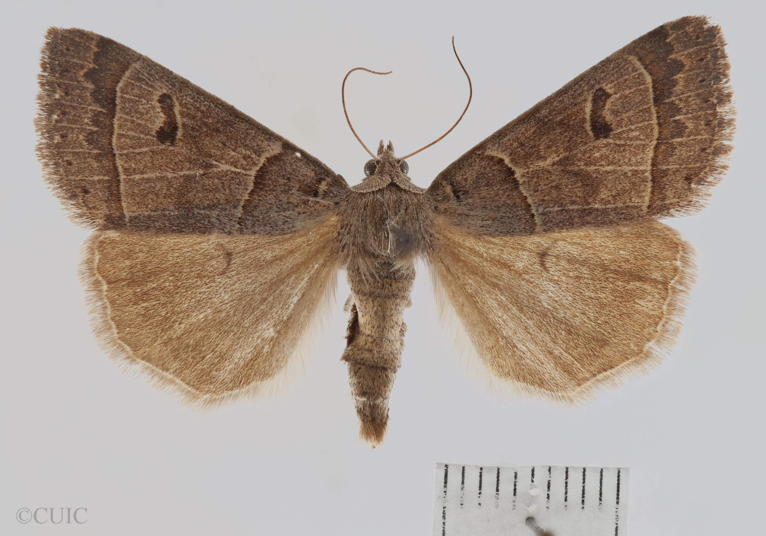 dorsal view of adult Phoberia atomaris
