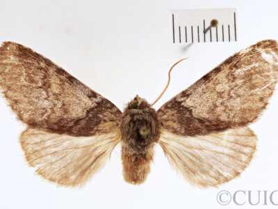 dorsal view of adult Disparia variegata sordida