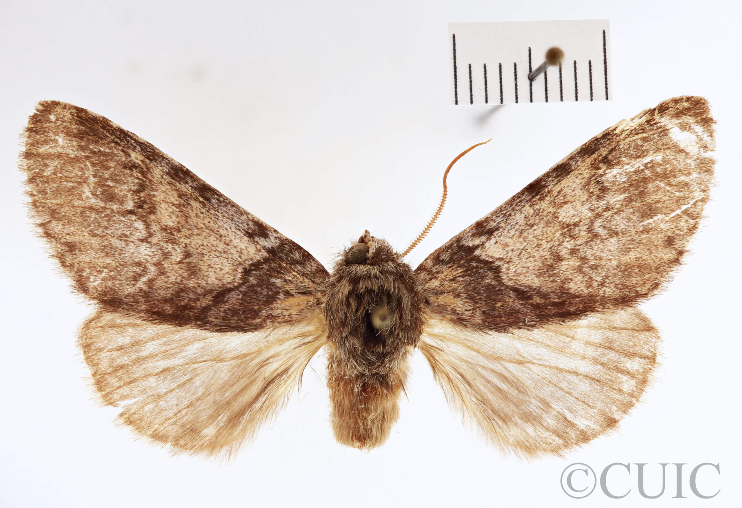 dorsal view of adult Disparia variegata sordida