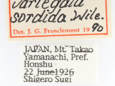 label view of adult Disparia variegata sordida