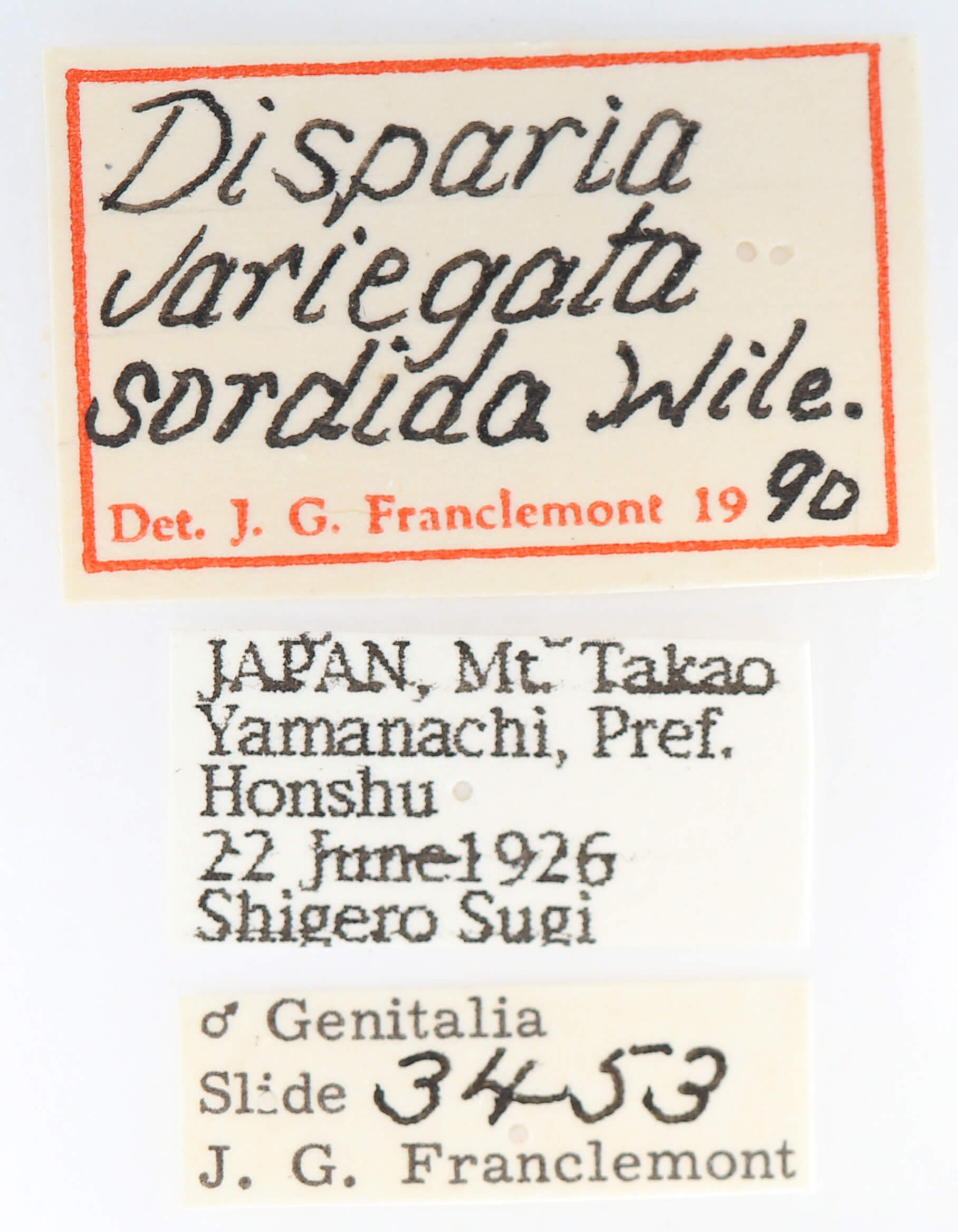 label view of adult Disparia variegata sordida