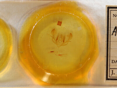 slide view of adult Achatia bella