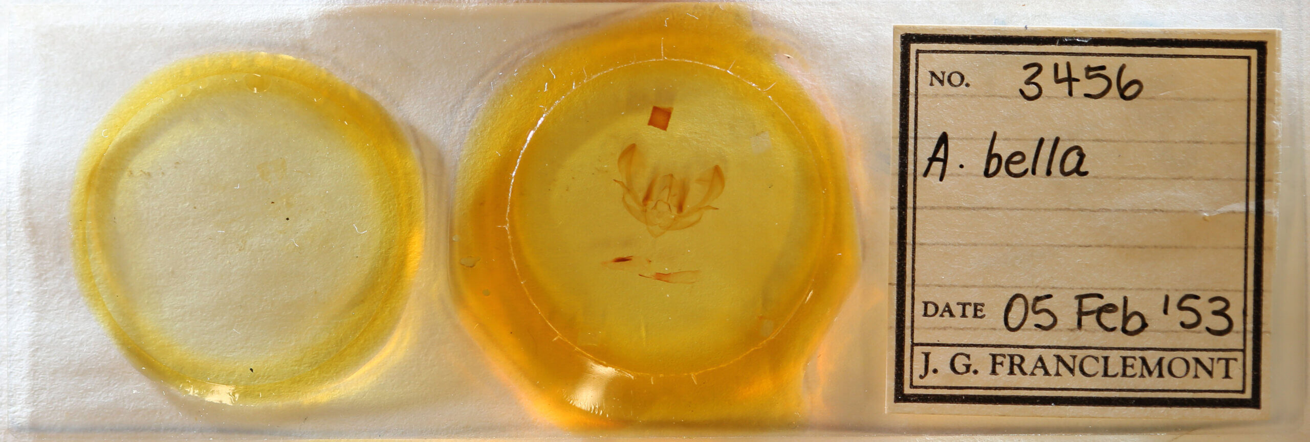 slide view of adult Achatia bella