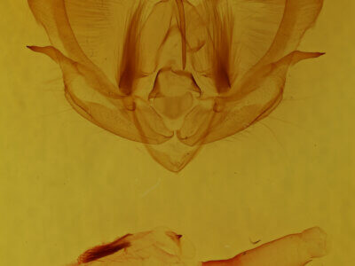 genitalia view of adult Achatia bella