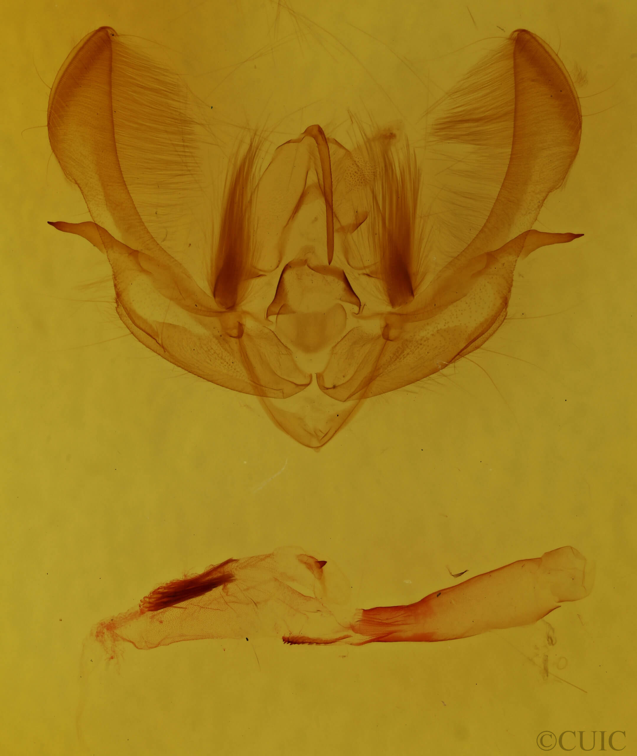 genitalia view of adult Achatia bella