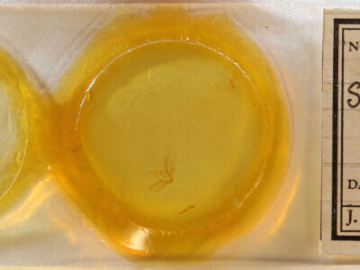 slide view of adult Spodoptera deprivata