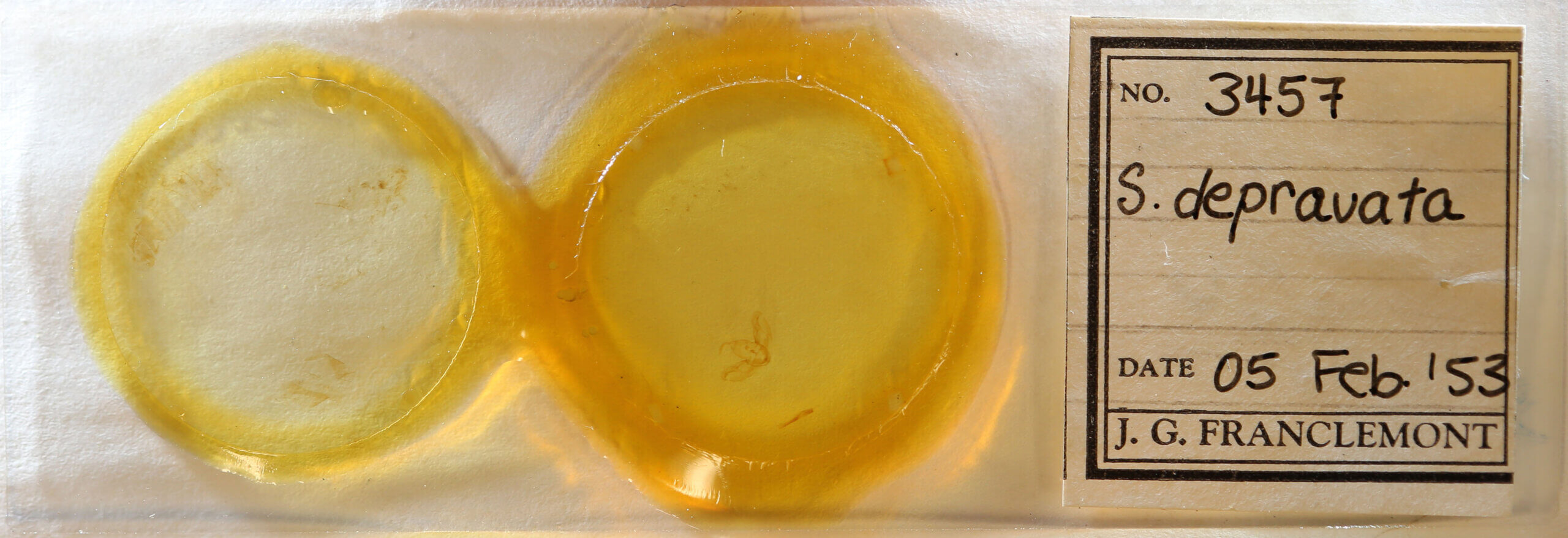 slide view of adult Spodoptera deprivata