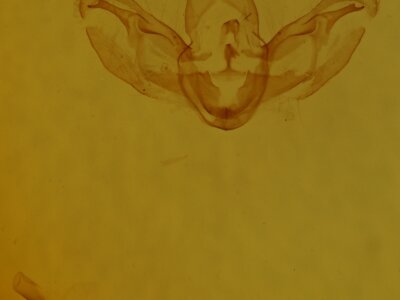 genitalia view of adult Spodoptera deprivata