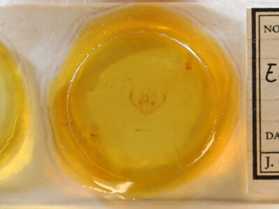 slide view of adult Enargia? flavata