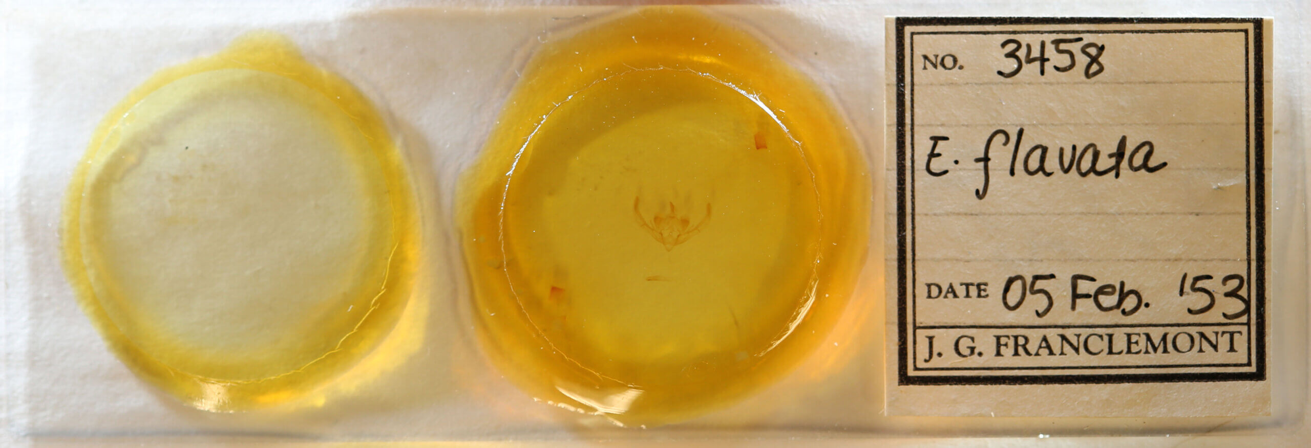 slide view of adult Enargia? flavata