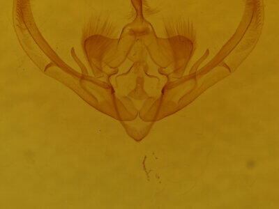 genitalia view of adult Enargia? flavata