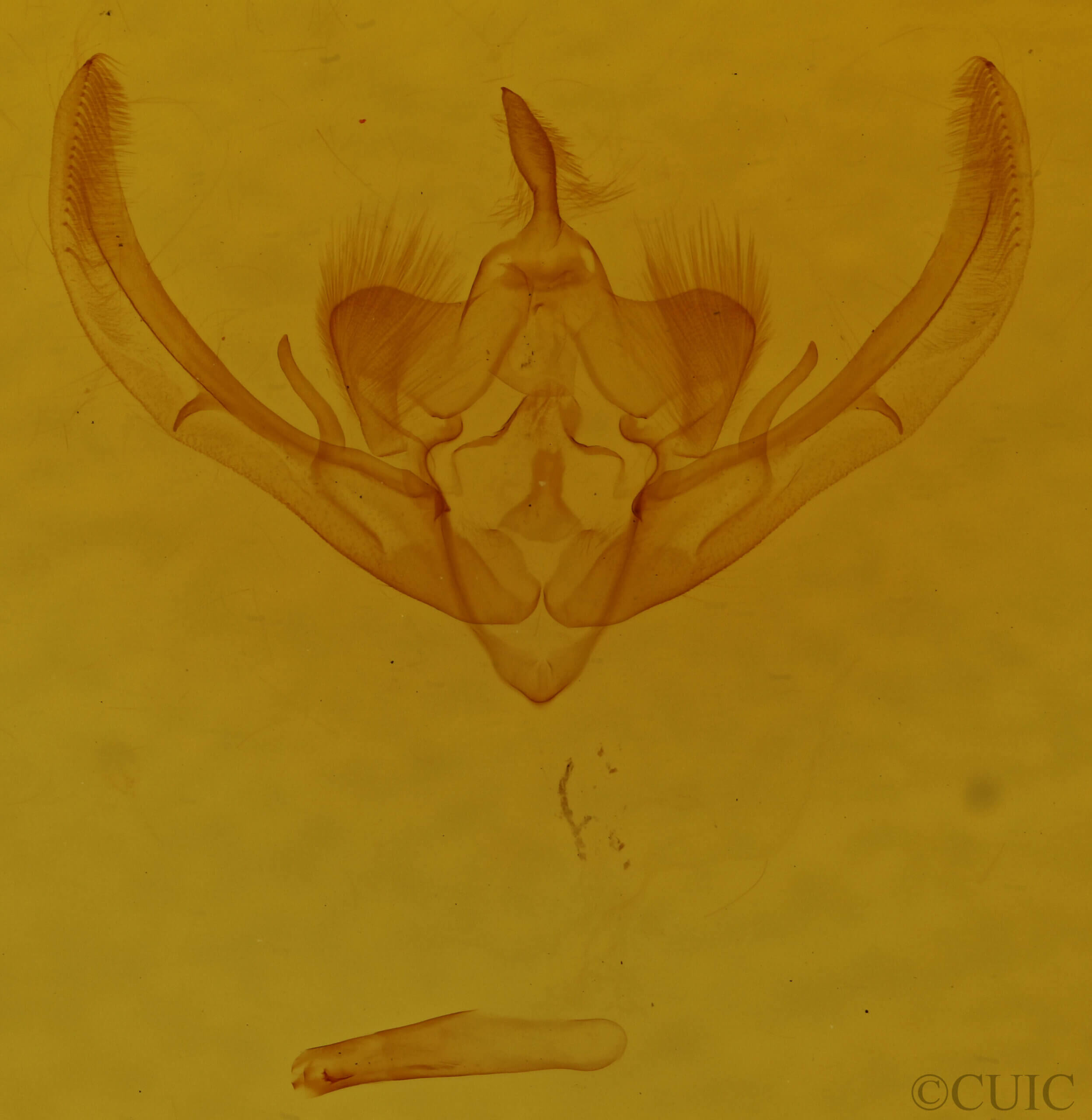 genitalia view of adult Enargia? flavata