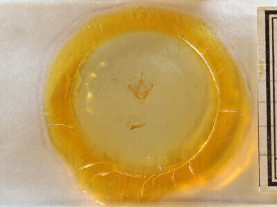 slide view of adult Palpidia pallidior