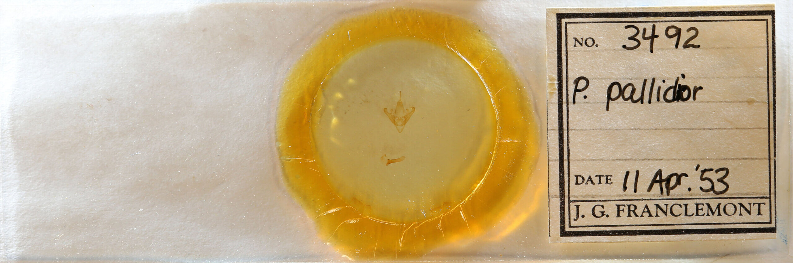 slide view of adult Palpidia pallidior